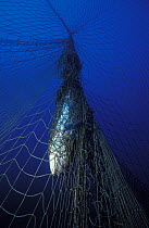 Fish caught in net underwater, Elba Island, Italy