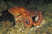 Grass octopus / long-armed octopus (Octopus macropus), Elba Island, Italy