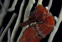 Longsnout seahorse / slender seahorse (Hippocampus reidi) in a white gorgonian seafan (Gorgonacea), Honduras
