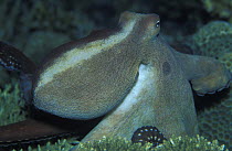 Close up of an octopus (Octopus sp), Kudat, Sabah, Borneo