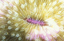 Sea anemone (Actiniaria sp), Kudat, Sabah, Borneo