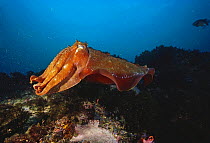 Giant cuttlefish (Sepia amapa), the largest species of cuttlefish in the world, Jervis Bay, New South Wales, Australia