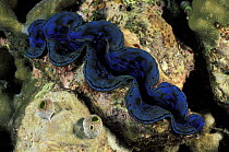 Giant clam (Tridacna gigas) on the Tubbataha Reef, Philippines