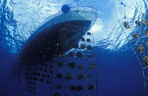 Underside of a boat on the surface with giant blacklipped oyster (Pinctada margaritifera) lattices submerged, Polynesia