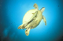 Hawksbill turtle (Eretmochelys imbricata) with two remoras / suckerfish (Echeneidae) attached to its underside, Pulau Island, Sipadan, Borneo