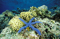 Blue starfish (Linckia laevigata) on coral reef, Sulawesi, Indonesia