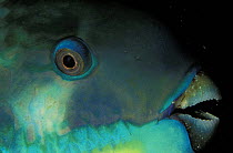 Close-up of a parrot fish (Scaridae sp), Sulawesi, Indonesia