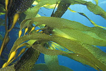 Close-up of Giant string kelp (Macrocystis sp), Eaglehawk, Tasmania. ^^^The small green bubbles, full of gas, keep the whole plant off the sea bed and floating to the surface.
