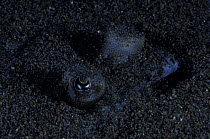 Fish eyes peeking out of volcanic sand on the sea bed of the Aeolian Islands / Seven Sisters, Sicily, Italy