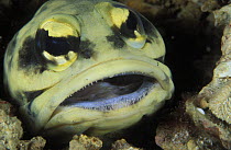 Close-up of a fish's face, Lankayan Island, Borneo