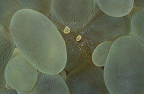Commensal shrimp / Anemone shrimp (Pliopontonia sp) on a bubble coral (Plerogyra sp), Lankayan Island, Borneo