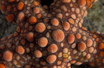 Close-up of a starfish, Lankayan Island, Borneo