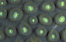 Close up of stone coral (Favites sp), Lankayan Island, Borneo