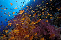 A school of anthias (Anthias sp) swimming over soft coral reef on the impressive wall of Ras Mohammed, protected by the Ras Mohammed National Marine Park, southern Sinai Peninsula, Egypt
