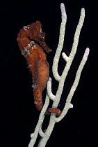 Longsnout seahorse / slender seahorse(Hippocampus reidi) with its tail around a white gorgonian seafan (Gorgonacea), Toon Town dive site, Cayos Cochinos, Honduras