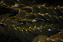 Kelp leaves lying on the surface of the water. The air sacks cause the kelp to float, California
