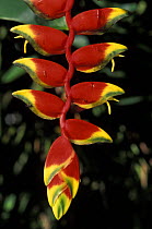 Hanging Heliconia / lobster claw / parrots beak (Heliconia rostrata), Chaa Creek, Belize