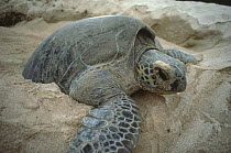 Female green turtle (Chelonia mydas) digging a hole in the sand to deposit her eggs, Heron Island, Australia
