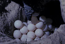 Female green turtle (Chelonia mydas) laying eggs, Heron Island, Australia