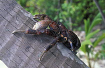 Coconut crab / Robber crab (Birgus latro), the largest terrestrial arthropod on earth, Sulawesi, Indonesia. ^^^Very powerful with vastly strong pincers, it climbs trees and eat coconuts. Considered a...