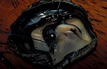 A black pearl sitting in a freshly opened oyster shell. The Polynesian black pearl is created only by the Giant blacklipped oyster (Pinctada margaritifera), which thrives in the Tuamotu lagoons, Frenc...