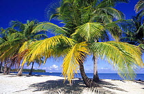 Palm trees on a white sandy beach at Lighthouse Reef Resort, Belize.