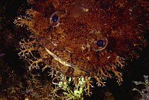 Face of a toadfish (Batrachoididae sp), endemic to Bay Islands, Honduras.