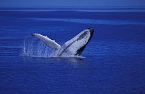 Humpback whale (Megaptera novaeangliae) breaching or spy hopping off Hervey Bay, Australia