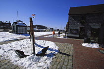 Bowens Wharf, the heart of Newport's tourist shopping center on a snowy winters day, Rhode Island, USA.