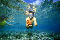 A snorkeller holding a starfish underwater, Vava'u group of islands, Tonga, South Pacific.
