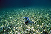 An underwater view of an anchor in a seagrass bed in the Abacos Islands, Bahamas, Caribbean.