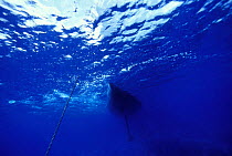 Underwater view of the hull and keel of "Shaman," an 88 ft yacht anchored in Tonga, part of the Vava'u Group of islands, South Pacific, 2000.