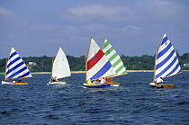 Beetle Cats racing off Padanaram, Massachusetts, USA. ^^^Designed in 1921 by Carl Beetle in MA, these colourful gaff-rigged dinghies continue to be built and remain an active and popular one-design fl...