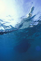 Underwater view of a motorboat and anchor chain, Bahamas.