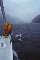 Crew on yacht motoring through the fjords of New Zealand on a rainy day, watching a playful dolphin off the bow. Model Released.