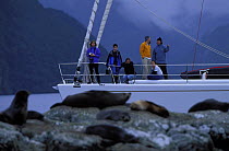 Crew of 88ft yacht "Shaman" watching New Zealand fur seals (Arctocephalus forsteri), Fjordland, South Island, New Zealand.