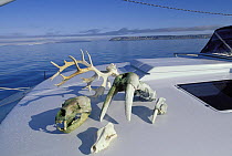 Antlers, bear skull, walrus skull and other skeleton remains of Arctic animals found while exploring, aboard "Shaman" in Spitsbergen, Svalbard, Norway 1998.