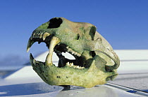 Polar bear (Ursus maritimus) skull on yacht "Shaman". Spitsbergen, Svalbard, Norway, 1998.