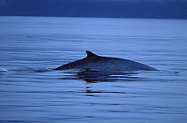 Whale fin near Kodiak Island, Alaska. 2001