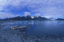 Driftwood on the shores of Kenai Peninsula, Alaska. 2001