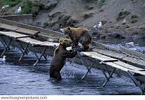 Two young Kodiak bears (Ursus arctos middendorffi) playing at a weir in Alaska, USA, 2001.