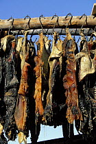 Seal meat hung to dry as dog meat outside a hut in Spitsbergen, Svalbard, Norway, 1998.