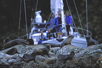 Crew of 88ft sloop "Shaman" watching New Zealand Fur Seals (Arctocephalus forsteri) in Fiordland, South Island, New Zealand, 2001. Model and Property Released.