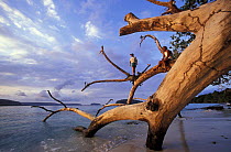 People on a fallen tree on Espiritu Santo Island in Vanuatu, South Pacific. 1993