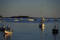 Cabin cruisers and yachts moored at sunset in Rockport Harbour, Maine, USA.
