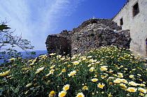 Daisies surround the ancient Byzntine ruins of Monemvasia, Greece.