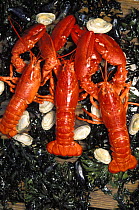 New England seafood of lobster, clams and mussels, USA