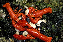 New England seafood of lobster, clams and mussels, USA