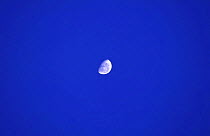 Half moon in a cloudless blue sky.