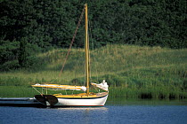 A classic dayboat moored in the lush green surroundings of Cape Cod, Massachusetts, USA.